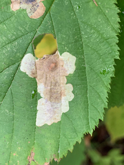 Cameraria corylisella