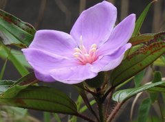 Melastoma sanguineum
