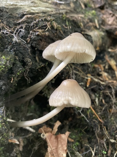 Mycena