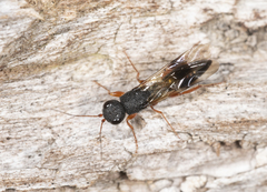 Megalyra rufipes