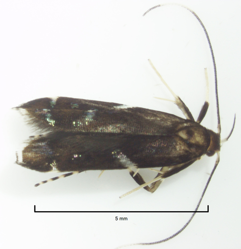 Compsistis bifaciella (Walker, 1864)