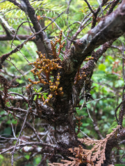 Arceuthobium tsugense