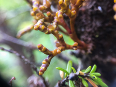 Arceuthobium tsugense