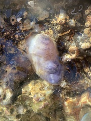 Blue Siphon Sea Squirt photo 5