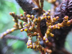 Arceuthobium tsugense