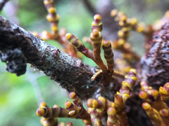 Arceuthobium tsugense