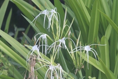 Hymenocallis latifolia image