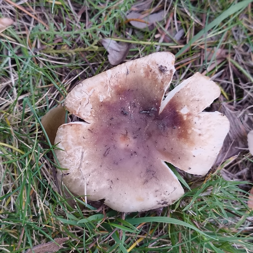 Russula amoenolens · May 2025 · photo: © zedt (iNaturalist, cc-by)