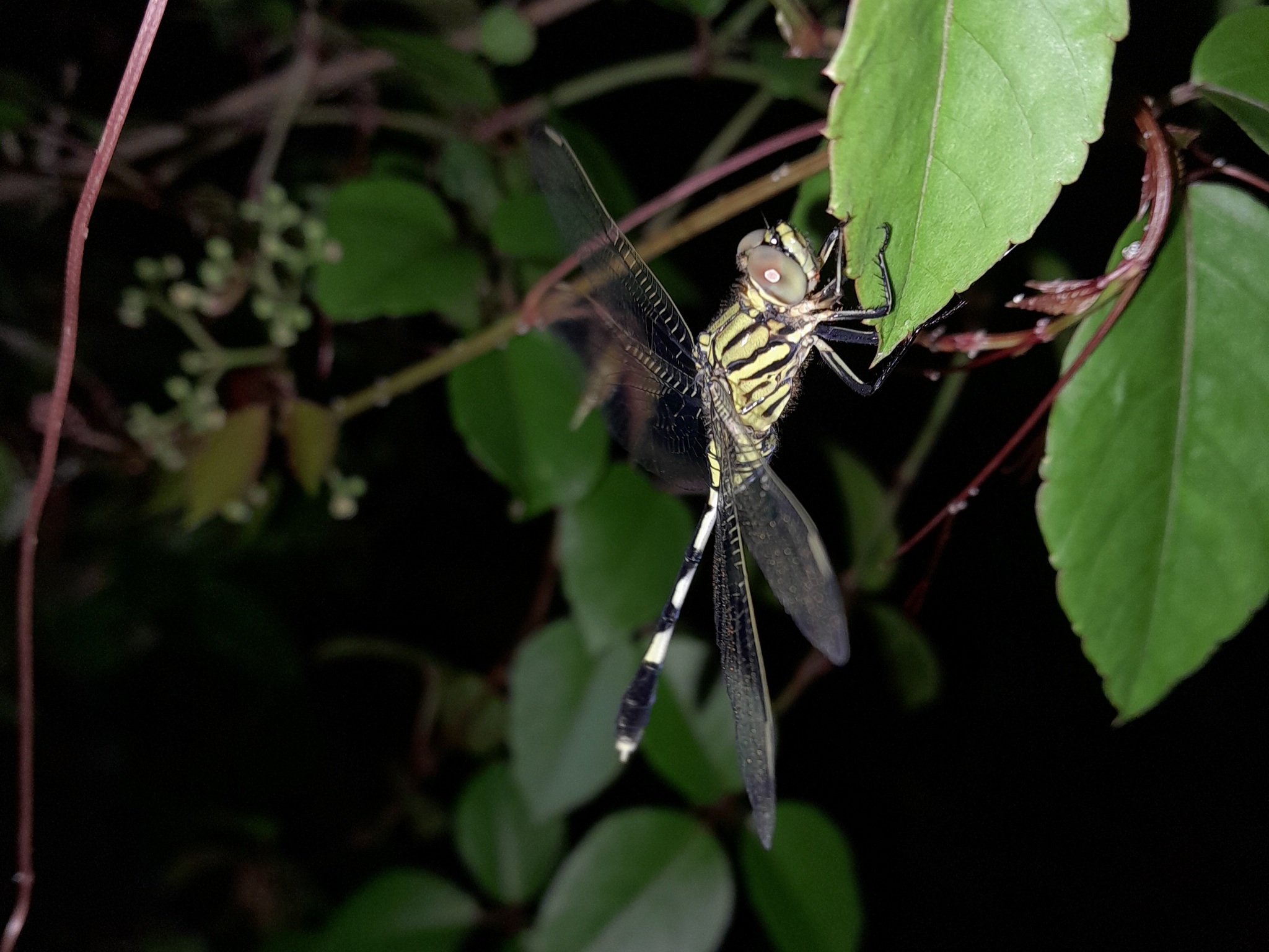 Slender Skimmer