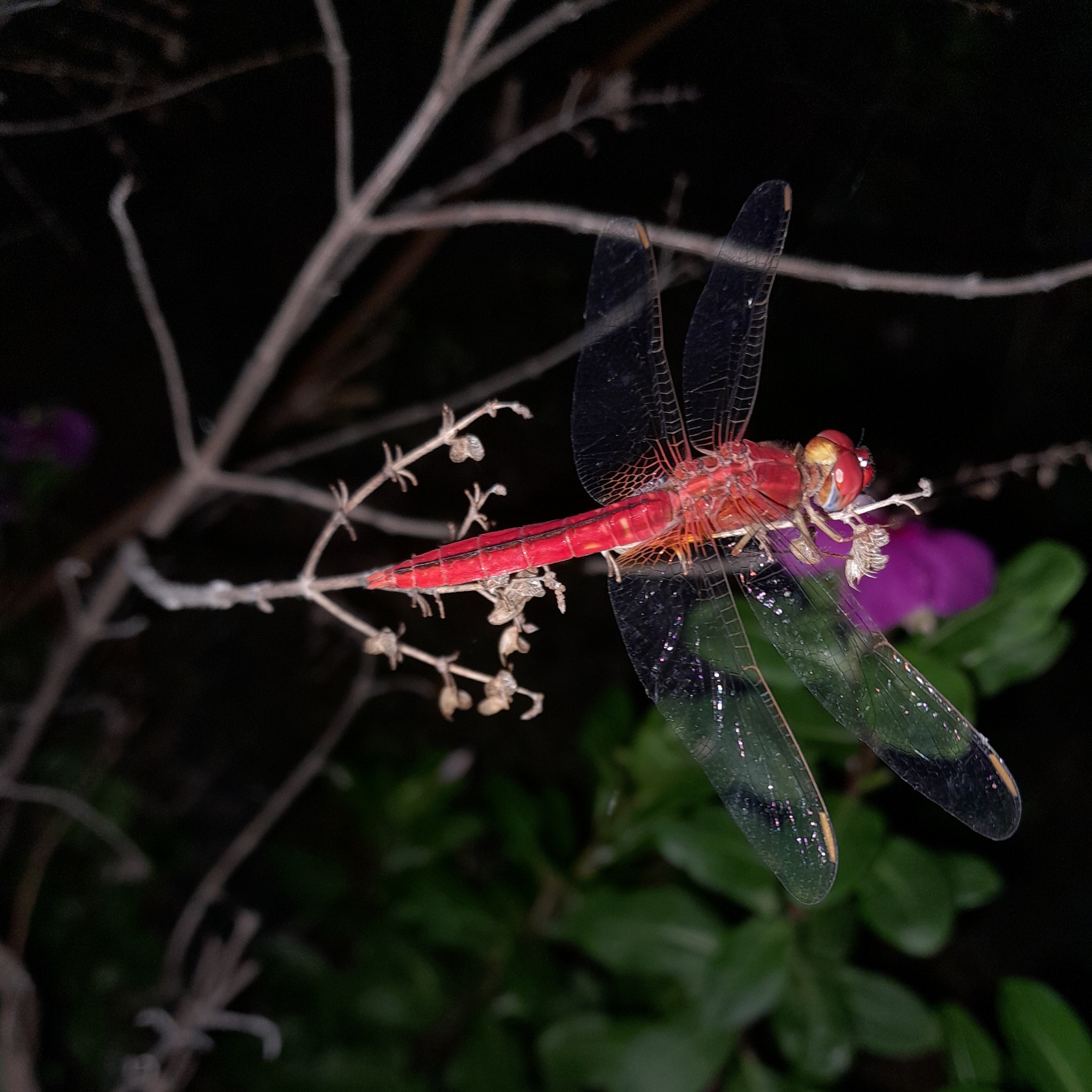 Scarlet Skimmer