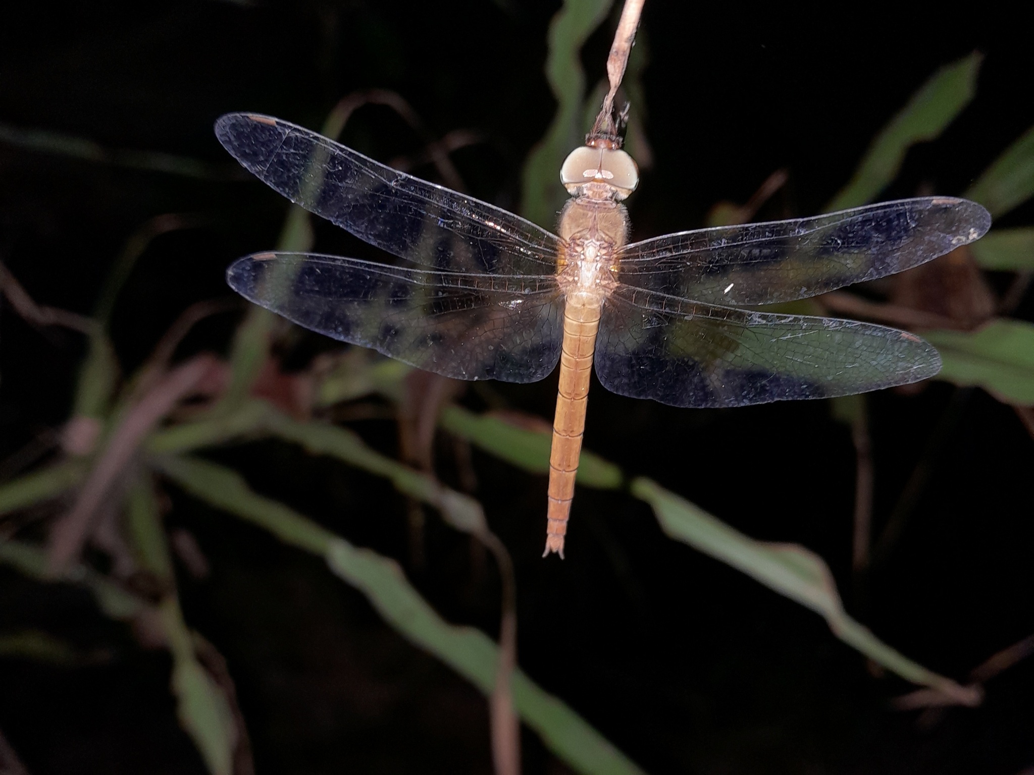 Coral-Tailed Cloudwing