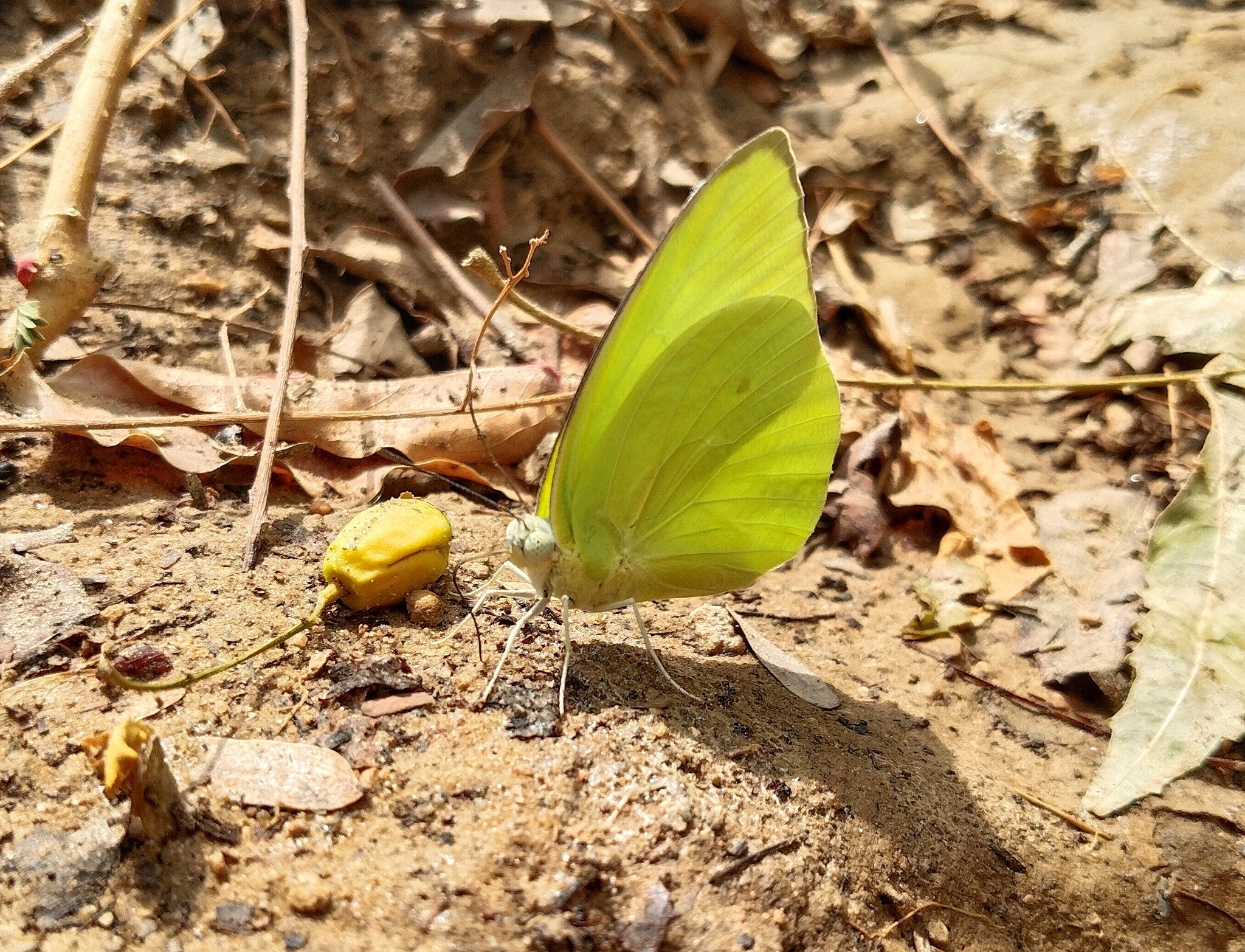 Lemon Emigrant