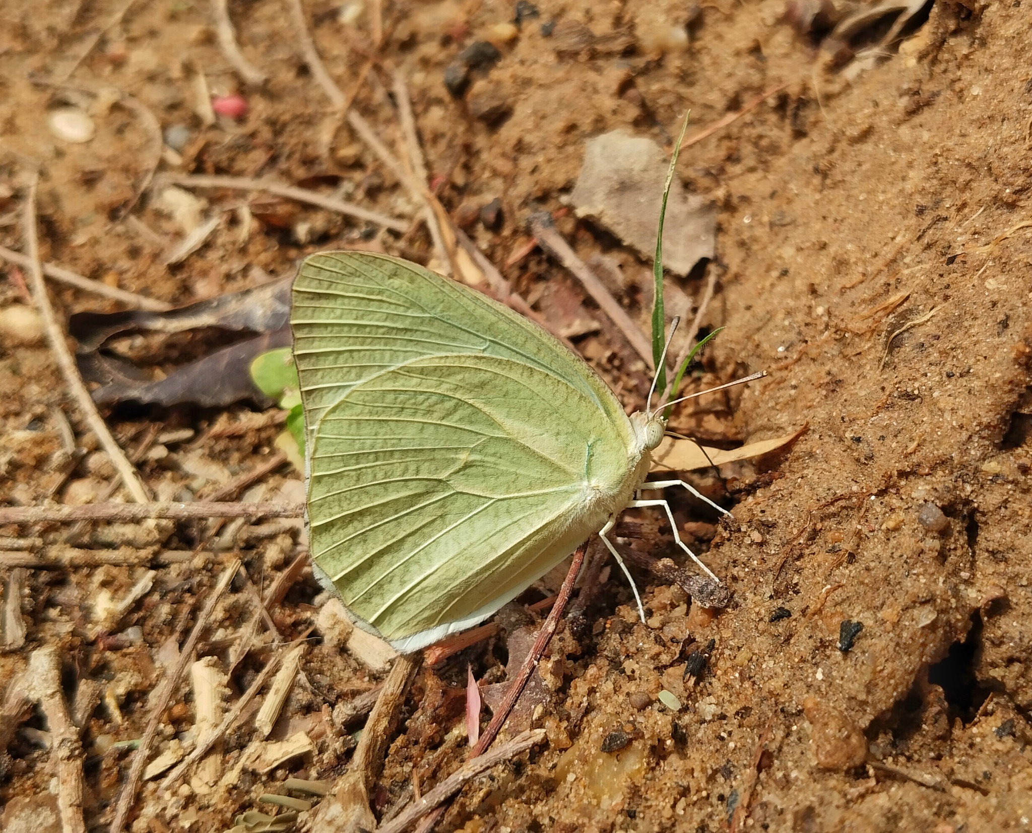 Mottled Emigrant