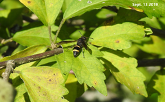 Orancistrocerus drewseni