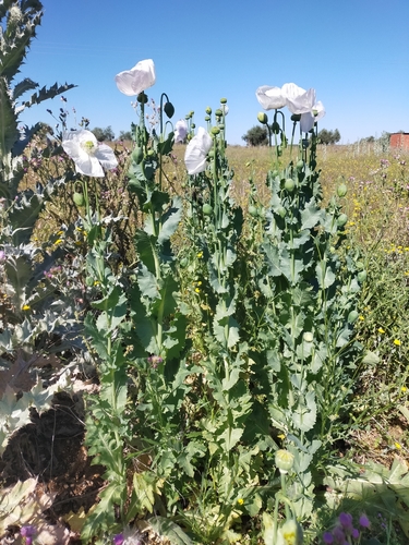 Papaver somniferum