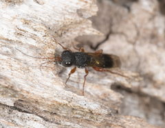 Megalyra rufipes