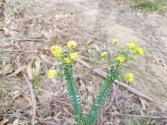 Pimelea flava