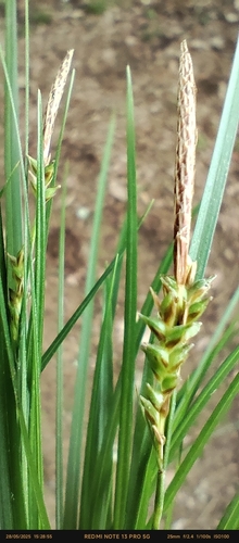 Carex stenostachys iNat (2)