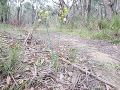 Pimelea flava