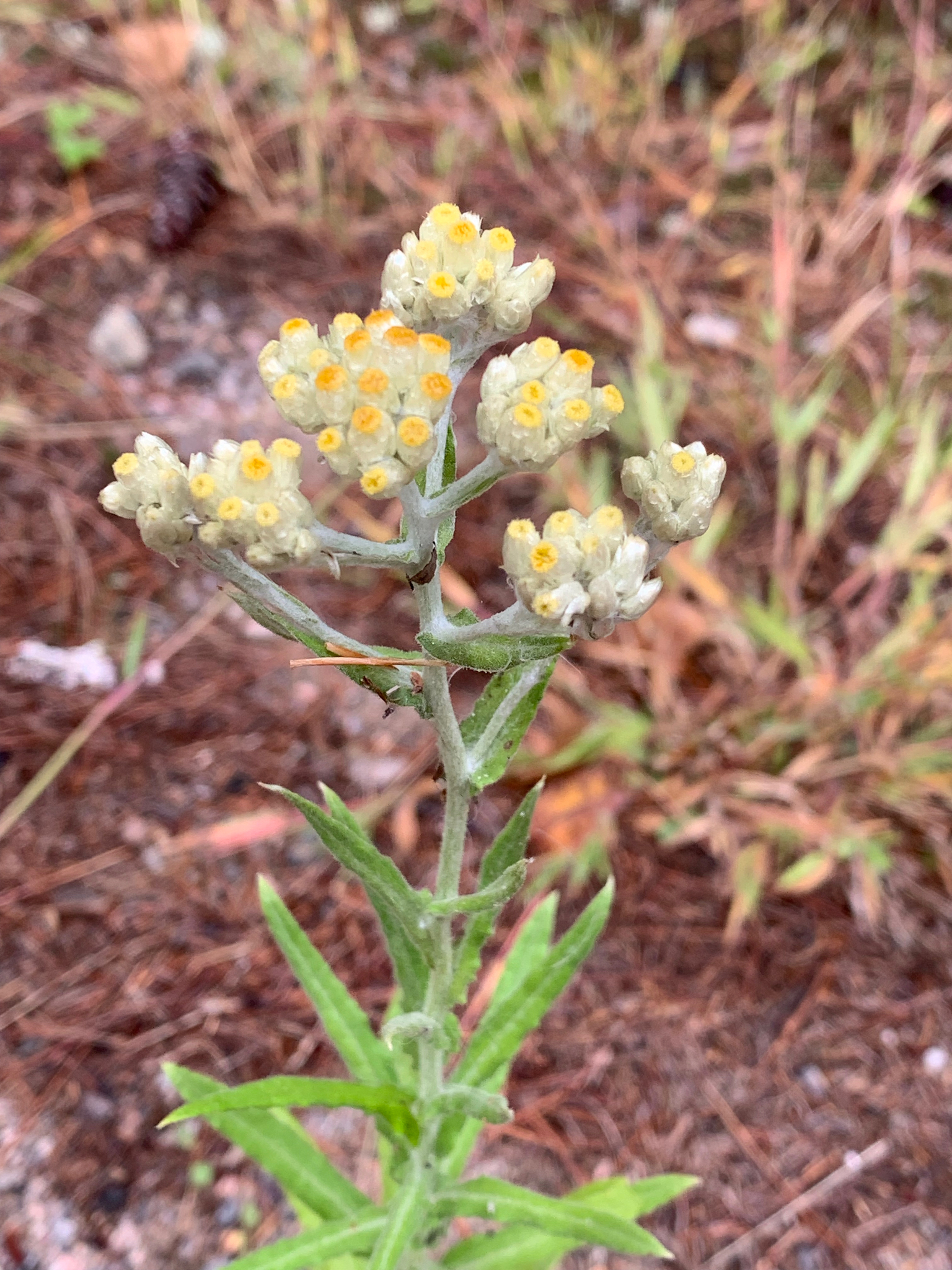 Pseudognaphalium macounii