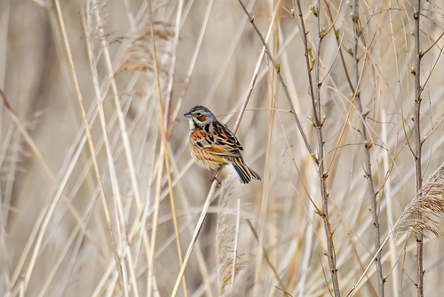 Chestnut-eared Bunting (Emberiza fucata), photo 4