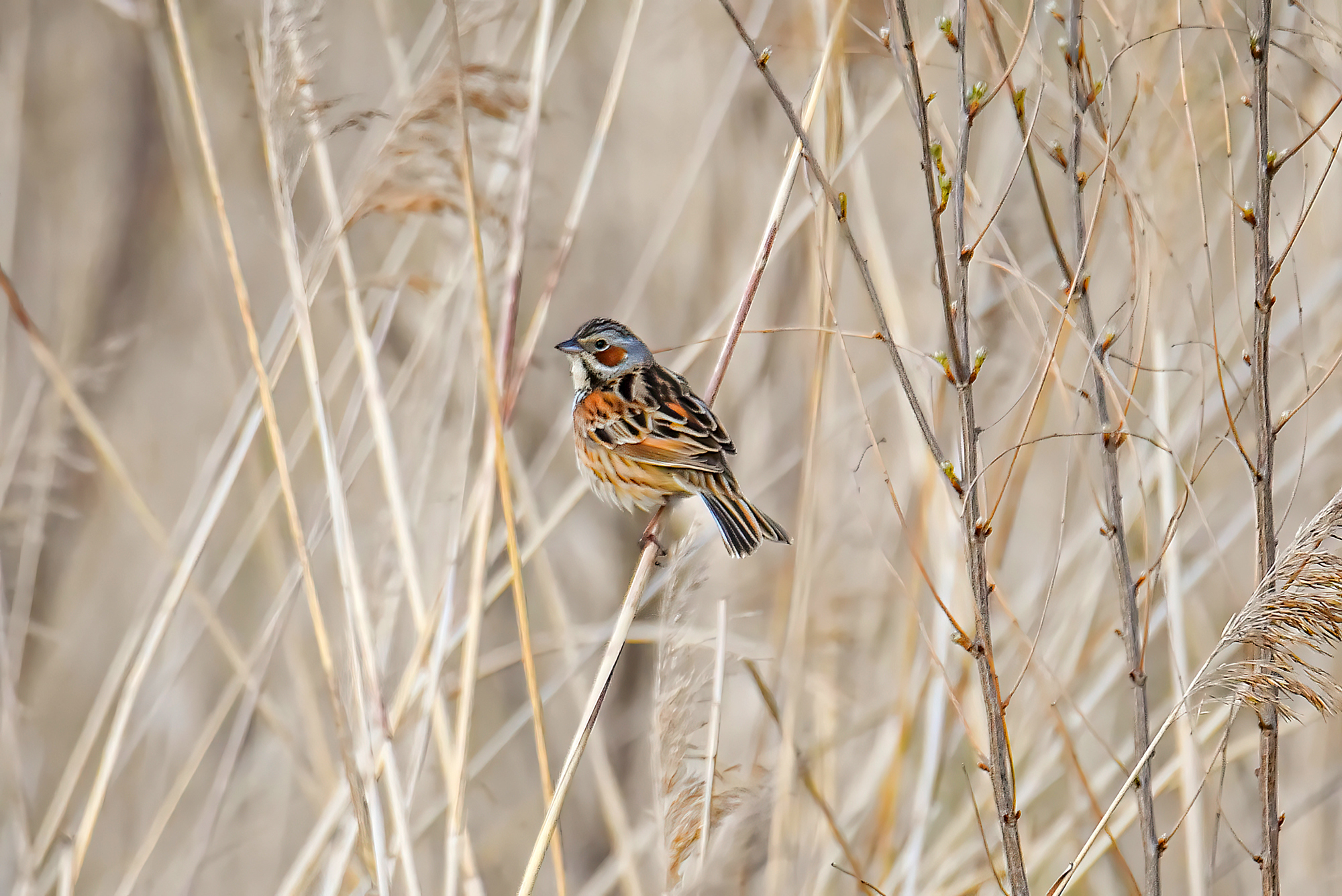 Chestnut-eared Bunting illustration