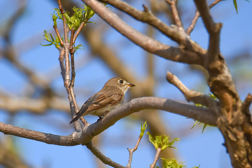 Asian Brown Flycatcher (Muscicapa dauurica), photo 10