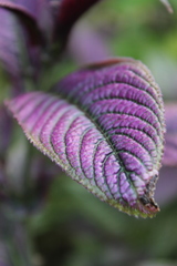 Strobilanthes auriculata dyeriana
