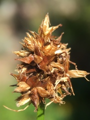Carex nervina