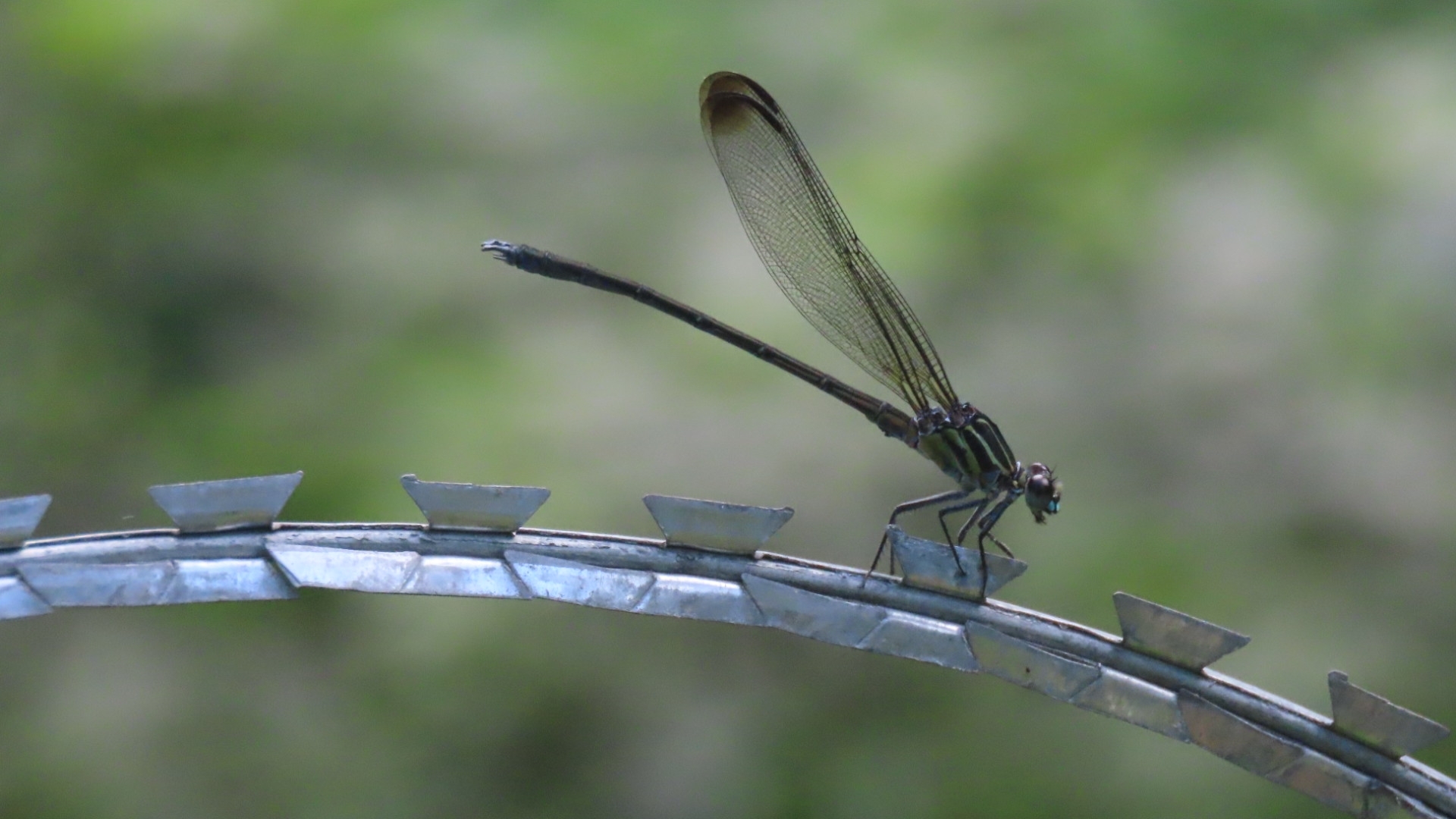 Indian Velveteen