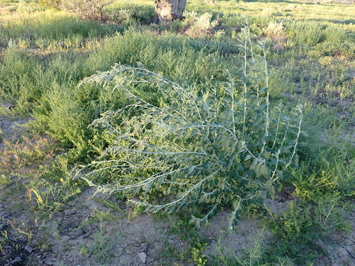 Queensland Bluebush (Chenopodium auricomum)