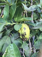 Stephanotis floribunda