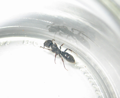 Ectomomyrmex astutus