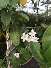 Stephanotis floribunda