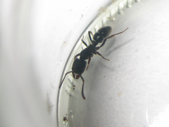 Ectomomyrmex astutus