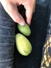 Stephanotis floribunda