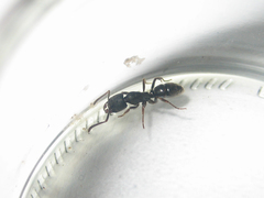 Ectomomyrmex astutus