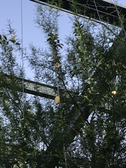 Stephanotis floribunda