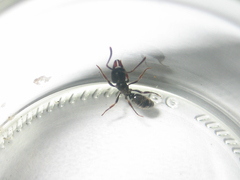 Ectomomyrmex astutus