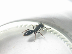 Ectomomyrmex astutus