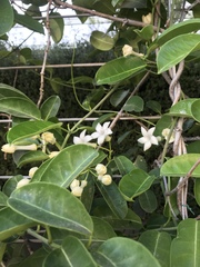 Stephanotis floribunda
