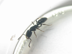Ectomomyrmex astutus