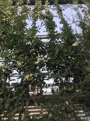 Stephanotis floribunda