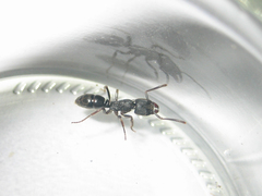 Ectomomyrmex astutus