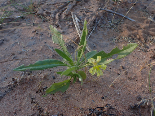 Cut-Leaf Goodenia (Goodenia cycloptera)