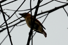 Pachyramphus cinnamomeus