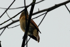 Pachyramphus cinnamomeus