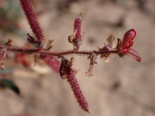 rusty indigo (Indigofera colutea)