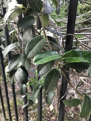 Stephanotis floribunda