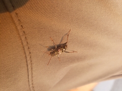 Neoclytus scutellaris